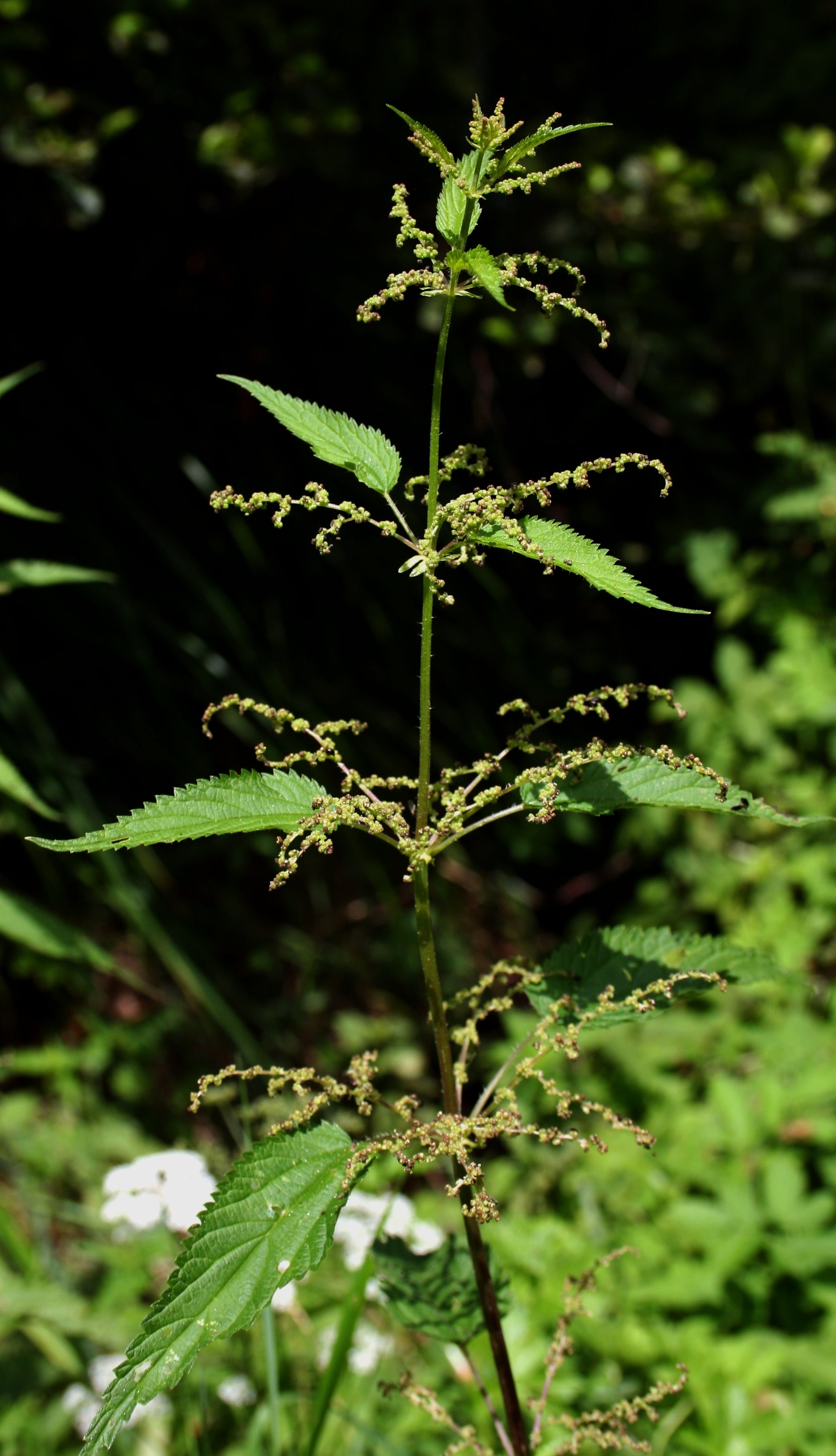 Nettle Root (Urtica dioica) botanical photograph