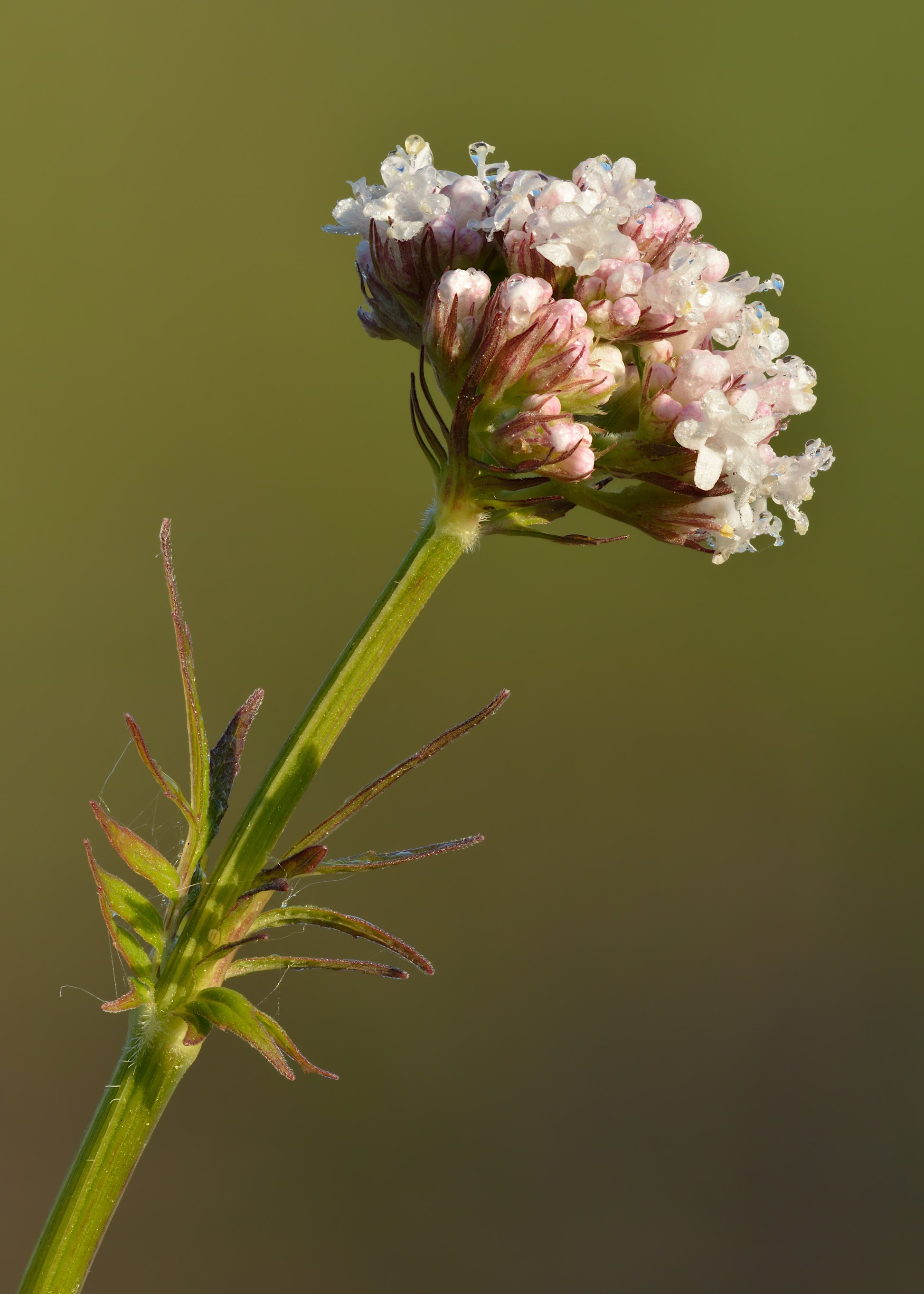 Valerian Root (Valeriana officinalis) botanical photograph