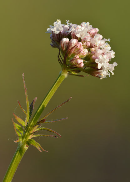 Valerian Root (Valeriana officinalis) botanical photograph