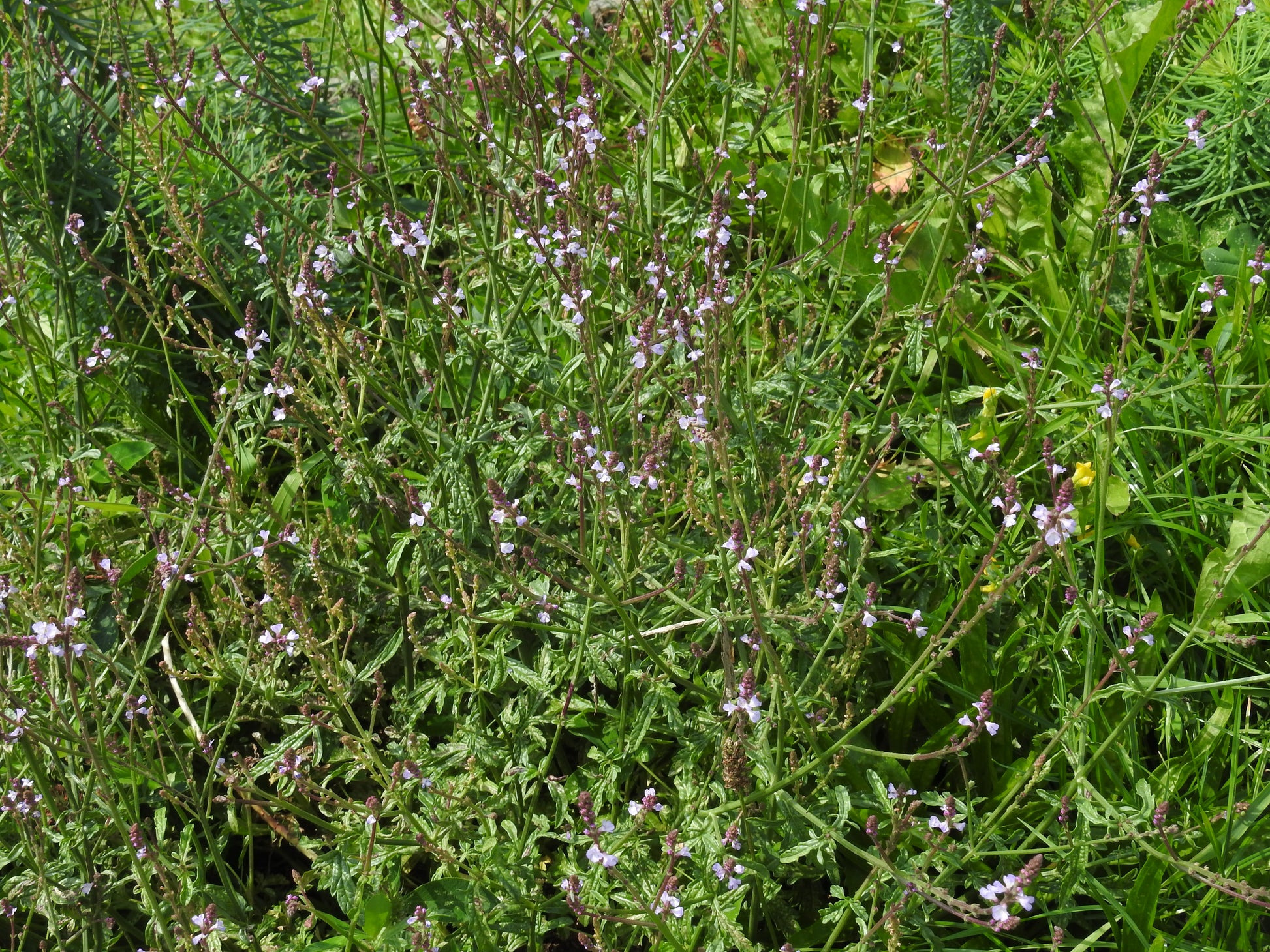 Vervain (Verbena officinalis) botanical photograph