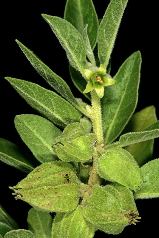 Ashwagandha (Withania somnifera) botanical photograph