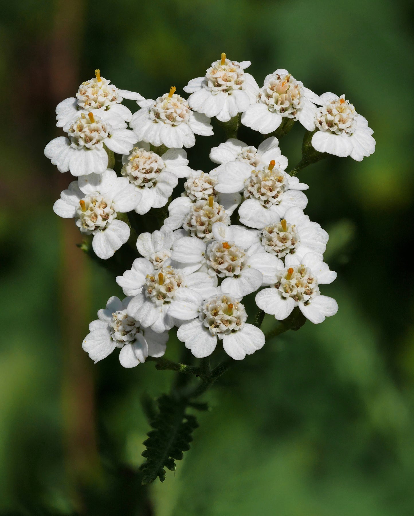 Yarrow (Achillea millefolium) botanical photograph