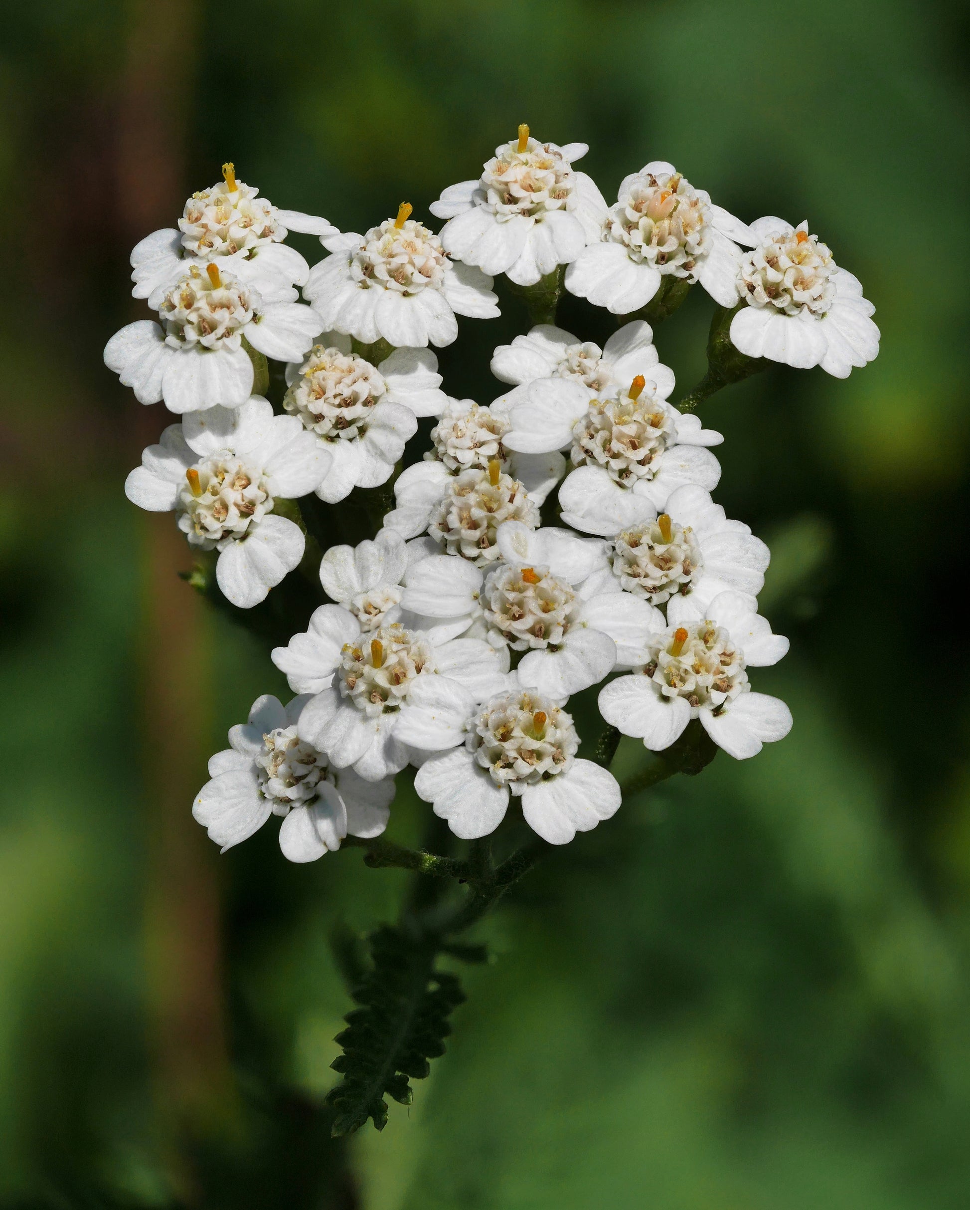 Yarrow (Achillea millefolium) botanical photograph